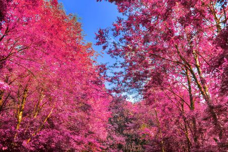 Beautiful fantasy infrared views into a mystery purple forestの写真素材