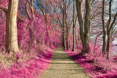 Beautiful fantasy infrared views into a mystery purple forest
