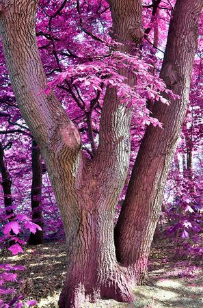 Beautiful fantasy infrared views into a magical purple forestの写真素材