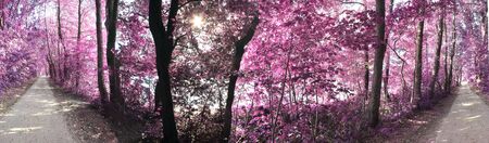 Beautiful fantasy infrared views into a magical purple forest