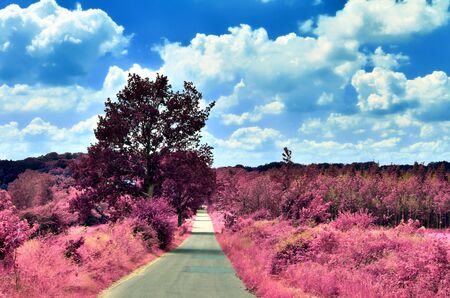 Stunning infrared view on purple fantasy landscapes with some ashpalt roadsの写真素材