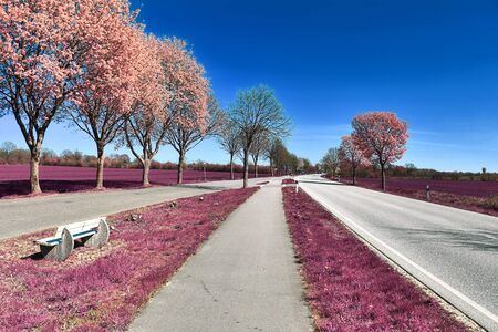 Stunning infrared view on purple fantasy landscapes with some ashpalt roadsの写真素材