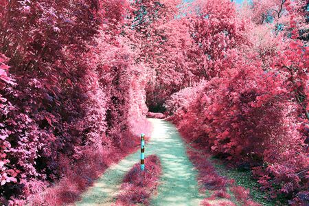 Stunning infrared view on purple fantasy landscapes with some ashpalt roadsの写真素材