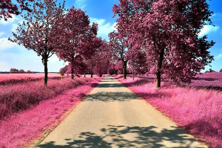 Stunning infrared view on purple fantasy landscapes with some ashpalt roadsの写真素材