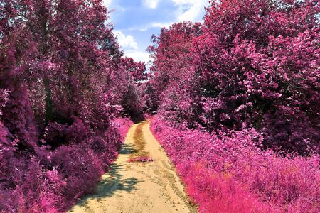 Stunning infrared view on purple fantasy landscapes with some ashpalt roadsの写真素材