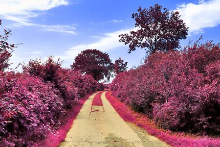Stunning infrared view on purple fantasy landscapes with some ashpalt roadsの写真素材