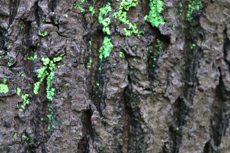 Detailed close up view on tree bark of palm trees and oaks