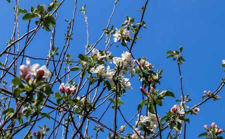 Beautiful blooming plum tree in spring full of pink blossoms