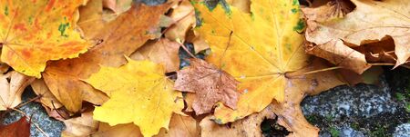 Colorful texture of autumnal maple leaves on the ground in a forest in high resolution