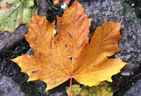 Colorful texture of autumnal maple leaves on the ground in a forest in high resolution