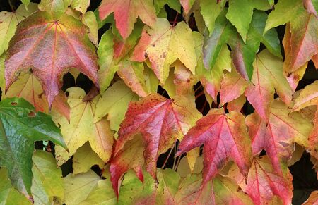 Colorful texture of autumnal maple leaves on the ground in a forest in high resolutionの写真素材