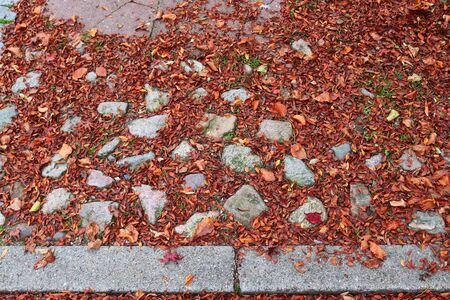 Colorful texture of autumnal maple leaves on the ground in a forest in high resolutionの写真素材