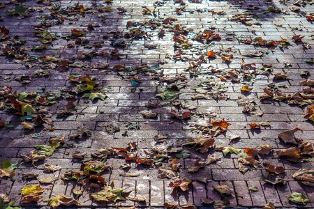 Details close up view on golden autumn leaves on the groundの写真素材