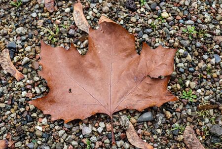 Colorful texture of autumnal maple leaves on the ground in a forest in high resolutionの写真素材