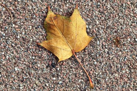 Colorful texture of autumnal maple leaves on the ground in a forest in high resolutionの写真素材