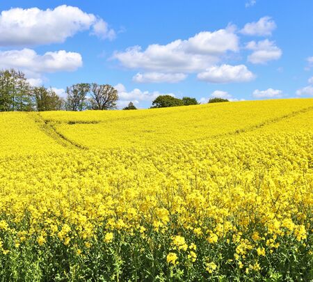 Beautiful yellow oilseed rape field with a sunny blue sky in summer found in northern germany