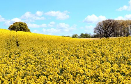 Beautiful yellow oilseed rape field with a sunny blue sky in summer found in northern germanyの写真素材