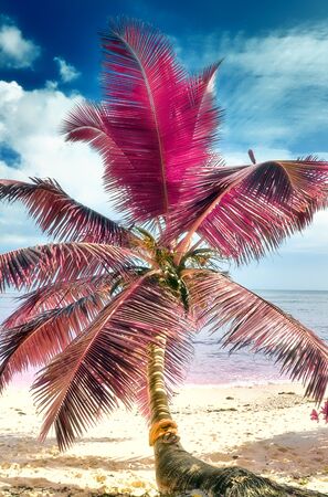 Beautiful infrared shot of palm trees on the paradise island Seychellesの写真素材