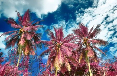 Beautiful infrared shot of palm trees on the paradise island Seychellesの写真素材