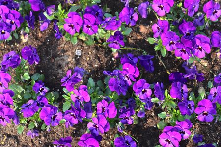 Beautiful spring flowers in different colors placed in a flower bed