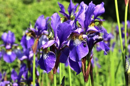 Beautiful spring flowers in different colors placed in a flower bed