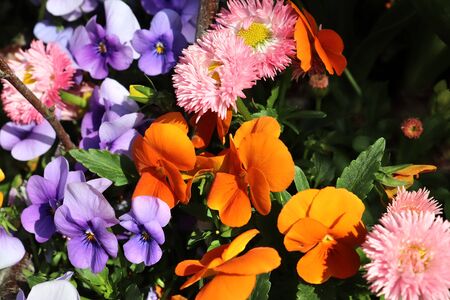 Beautiful spring flowers in different colors placed in a flower bedの写真素材