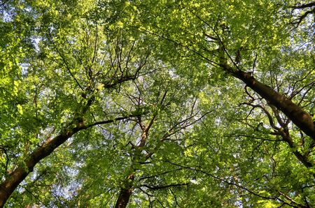 Beautiful view into a green summer forests found in denmark and northern germany