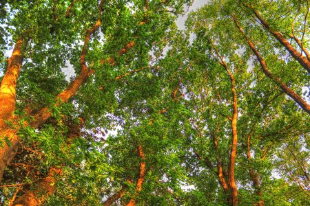 Beautiful view into a green summer forests found in denmark and northern germanyの写真素材