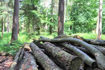 Beautiful view into a green summer forests found in denmark and northern germany