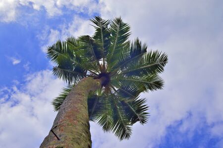 Beautiful palm trees at the beach on the paradise islands Seychellesの写真素材