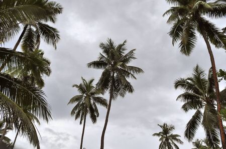 Beautiful palm trees at the beach on the paradise islands Seychelles