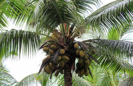 Beautiful palm trees at the beach on the paradise islands Seychelles