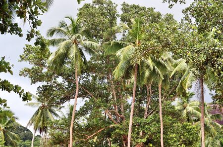 Beautiful palm trees at the beach on the paradise islands Seychelles