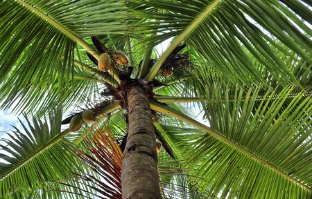 Beautiful palm trees at the beach on the paradise islands Seychellesの写真素材