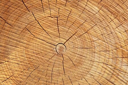 Detailed close up texture of stacked firewood with annual rings in high resolution
