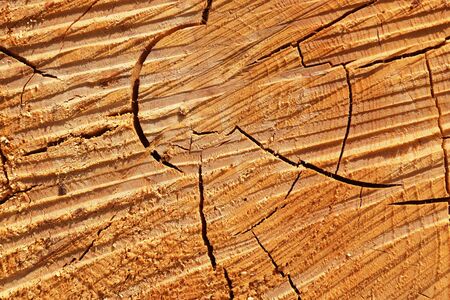 Detailed close up texture of stacked firewood with annual rings in high resolutionの写真素材