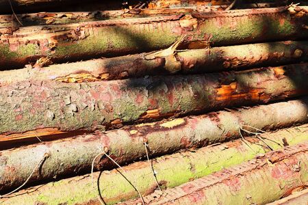 Detailed close up texture of stacked firewood with annual rings in high resolutionの写真素材