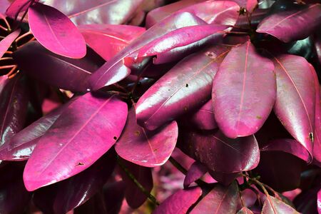 Beautiful infrared shot of tropical plants and leaves on the Seychelles