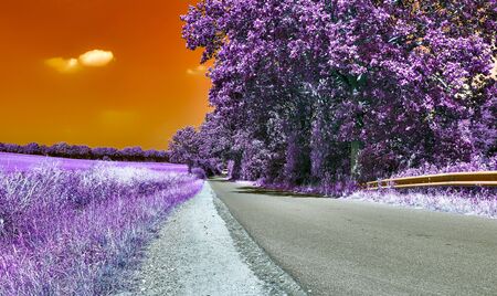 Beautiful purple infrared landscape with a road and treesの写真素材
