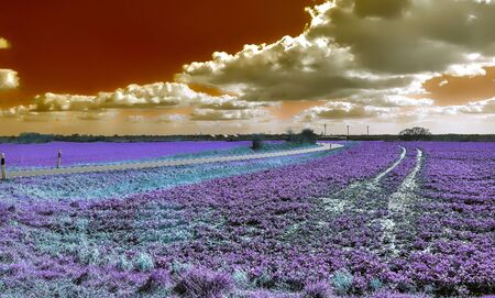 Beautiful purple infrared landscape with a road and treesの写真素材