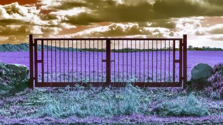 Beautiful purple infrared landscape with a road and trees