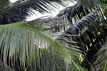 Beautiful palm trees at the beach on the paradise islands Seychelles