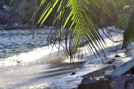 Beautiful palm trees at the beach on the paradise islands Seychellesの写真素材