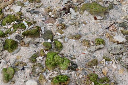 Close up of corals at the beach on the paradise island Seychelles