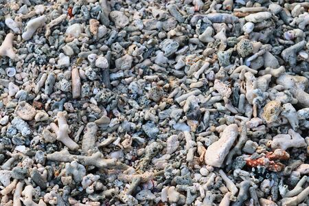 Close up of corals at the beach on the paradise island Seychelles