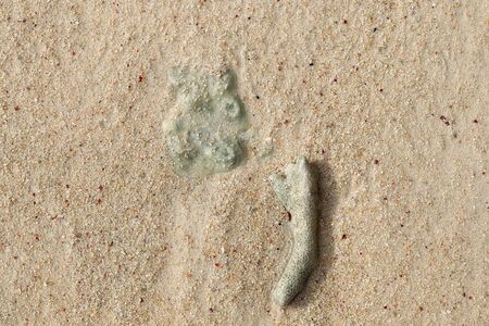 Close up of corals at the beach on the paradise island Seychelles