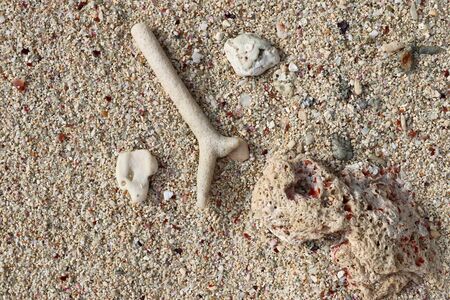 Close up of corals at the beach on the paradise island Seychelles