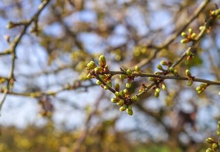 Fresh leaves at a tree branch in springtime with a soft bokeh background