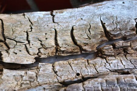 Detailed close up on wooden planks and weathered wood texturesの写真素材