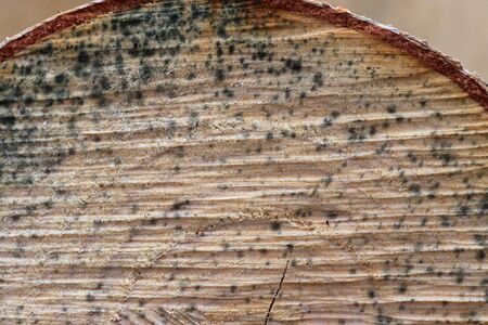 Detailed close up view on different wood surfaces showing planks logs and wooden walls in high...